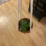 plant hange Image 7
