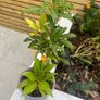 plant Image 2