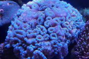 coral