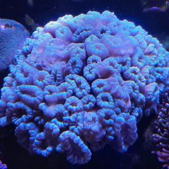 coral