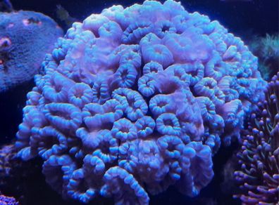 coral