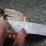 Jurassic World Dinosaur Image 7