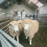 Organic Romney Ram Lambs Image 6