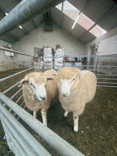 Organic Romney Ram Lambs