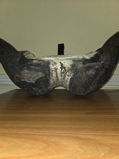 African Water Buffalo Horns