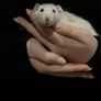 pet rats Image 3