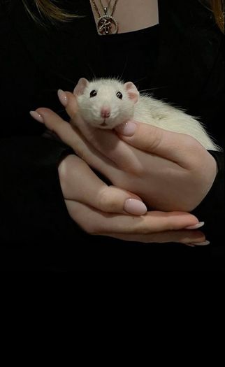 pet rats