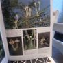 An illustrated guide to the flowers of Saudi Arabia (Hard covers, dust jacket Image 7