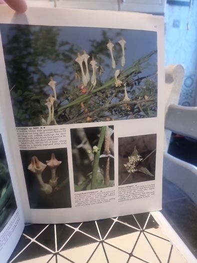 An illustrated guide to the flowers of Saudi Arabia (Hard covers, dust jacket