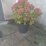 flowers all for sell Image 4