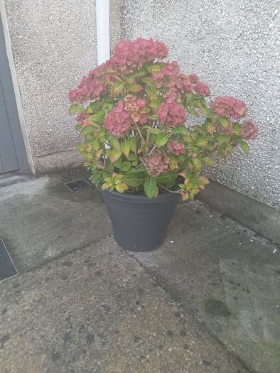 flowers all for sell