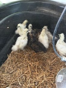 Chickens
