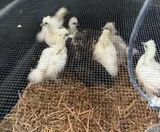 Chickens