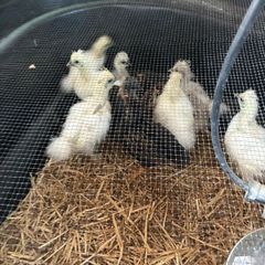 Chickens