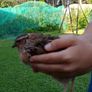 male quails Image 2