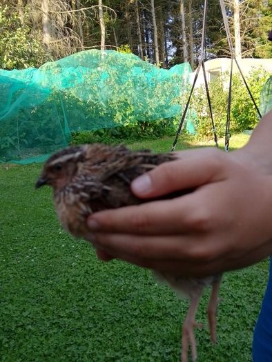 male quails