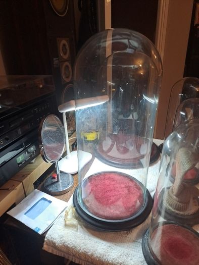 Vintage Glass Domes,Taxidermy or Interior Design.