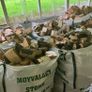 Big Bag of Firewood - 70 Great Value Image 4