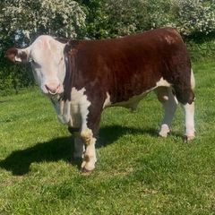 Pedigree Hereford Bull