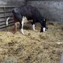 Calved heifer Image 3