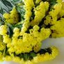 (S) Statice Yellow Gold Coast seeds 0.3g (411405) Image 2