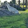 2 and a 1/2 year old Female Llama Image 6
