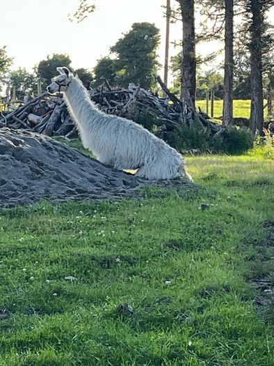 2 and a 1/2 year old Female Llama