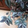 Plant Image 3