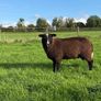 Zwartble Ram Lambs Image 4