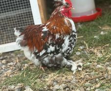 Pekin Silkie Mix Cockerel