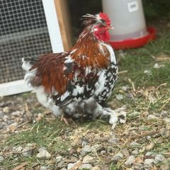 Pekin Silkie Mix Cockerel