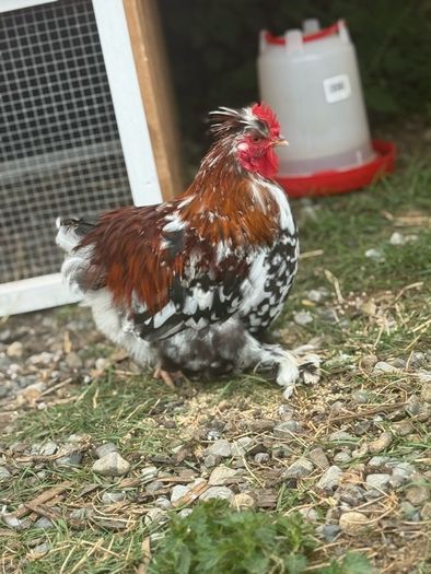 Pekin Silkie Mix Cockerel