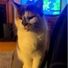 Milly Molly 321