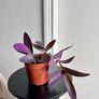 tradescantia pallida Image 2