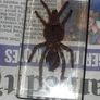 Beautiful Tarantula Encased in a Clear Resin Block Image 3