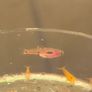 Phoenix rasbora Image 2