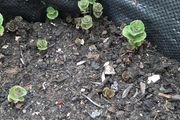 Wild mint plant