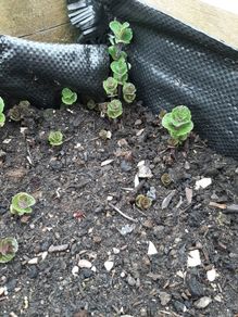 Wild mint plant
