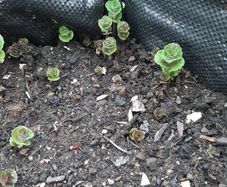 Wild mint plant