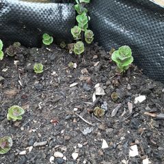 Wild mint plant
