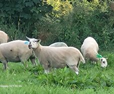 Breeding Hoggets