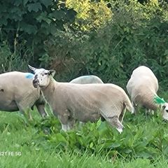 Breeding Hoggets