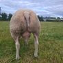 Purebred Beltex Ram Image 4