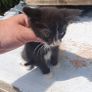 Female Kitten Image 2