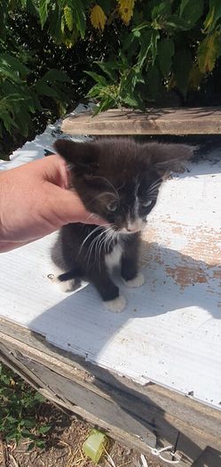 Female Kitten