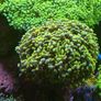 hammer corals frags/colonies Image 6