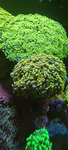 hammer corals frags/colonies