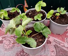 Organic Strawberry Plants