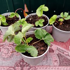 Organic Strawberry Plants