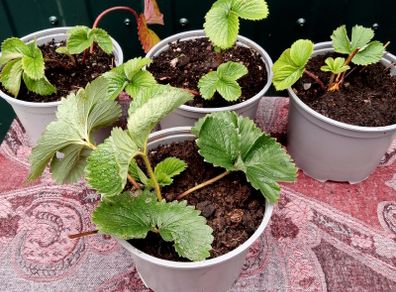 Organic Strawberry Plants